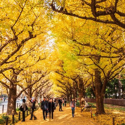とにかく安くいきたい!11月 東京ツアーイメージ
